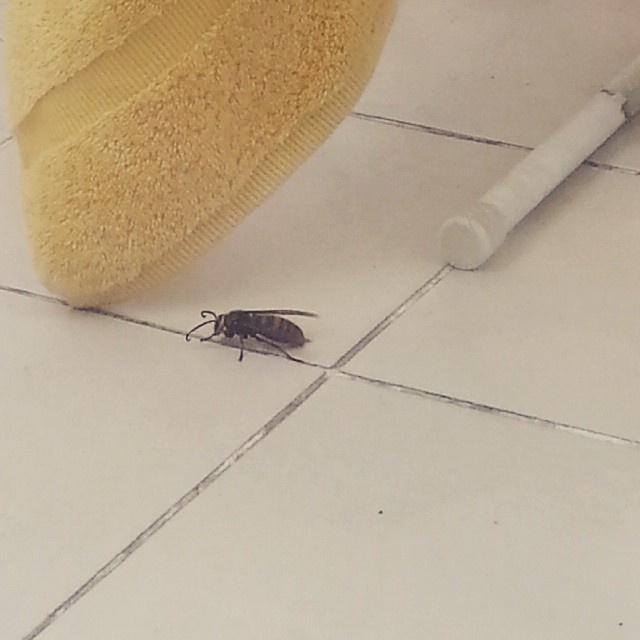 Everything on balcony being held hostage by giant wasp the size of my thumb. Photo taken from safety behind glass door. Safe to say we will never open it again and the drying towels are now sacrificed forever.