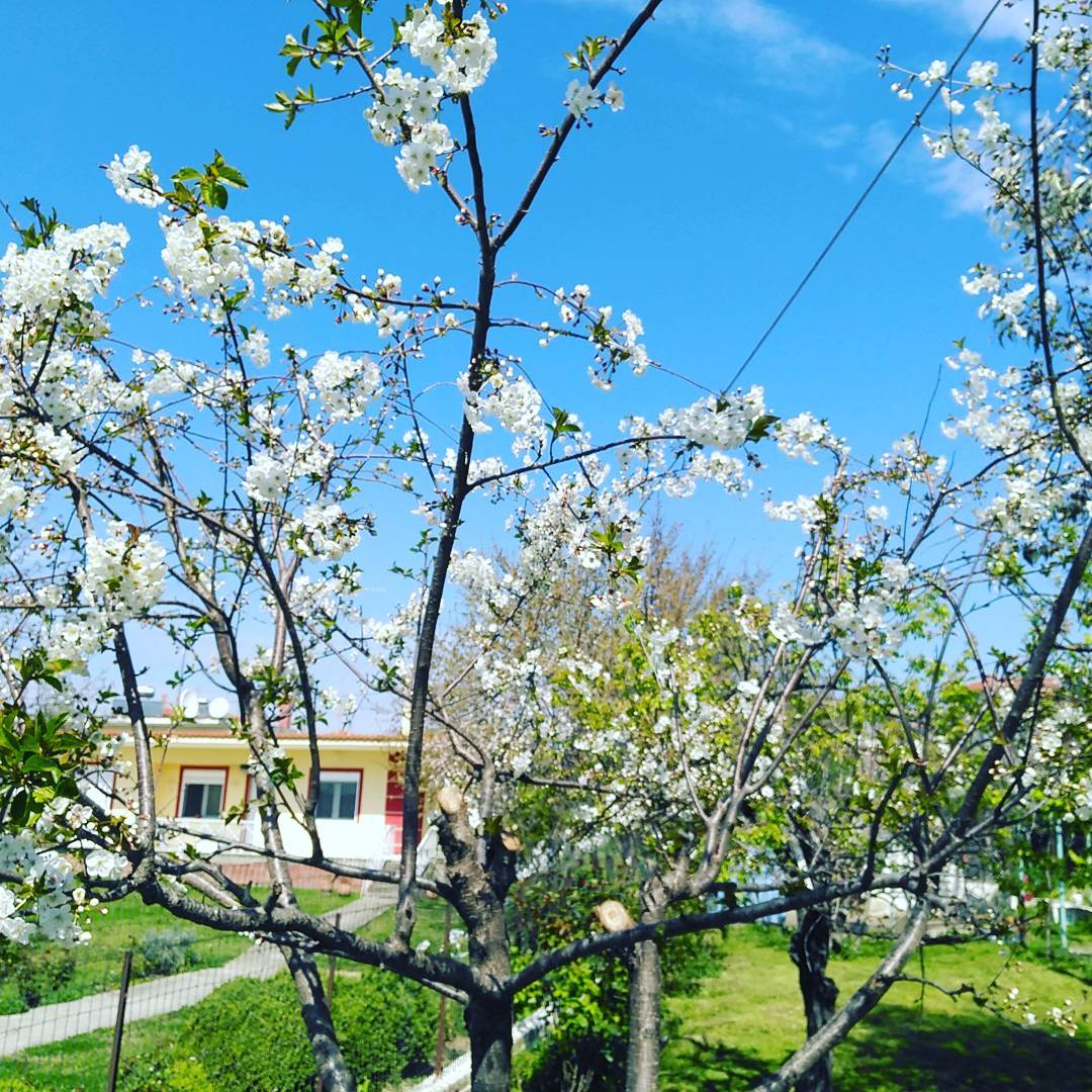 Spring is finally here in Greece :)
