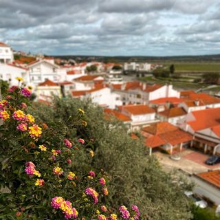 Portugal is in bloom, spring is well under way ? #portugal #AlcácerdoSal #europe #alentejo