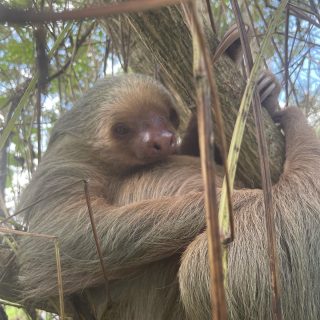 Can’t visit Costa Rica and not spam everyone with sloth pics. It just isn’t right. So let’s begin with this cutie ? #slothsofinstagram #slothlove #costarica #puravida #puravidacostarica